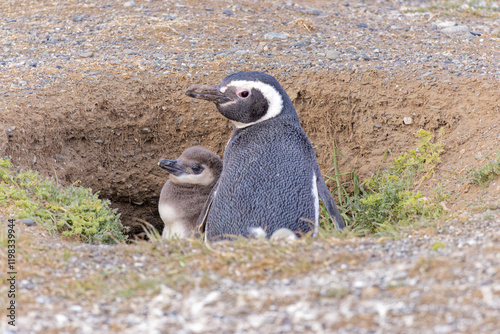 Chile, Los Pinguinos Natural Monument, Magdalena Island. Magellanic penguin adult and young in nest. photo