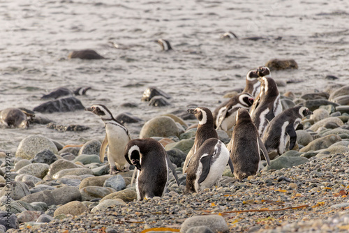 Chile, Los Pinguinos Natural Monument, Magdalena Island. Group of Magellanic penguins on rocky shore. photo