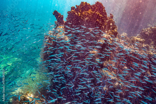 Fototapeta Naklejka Na Ścianę i Meble -  Ecuador, Galapagos National Park, Espanola Island, Gardiner Bay. School of anchovies and coral reef.