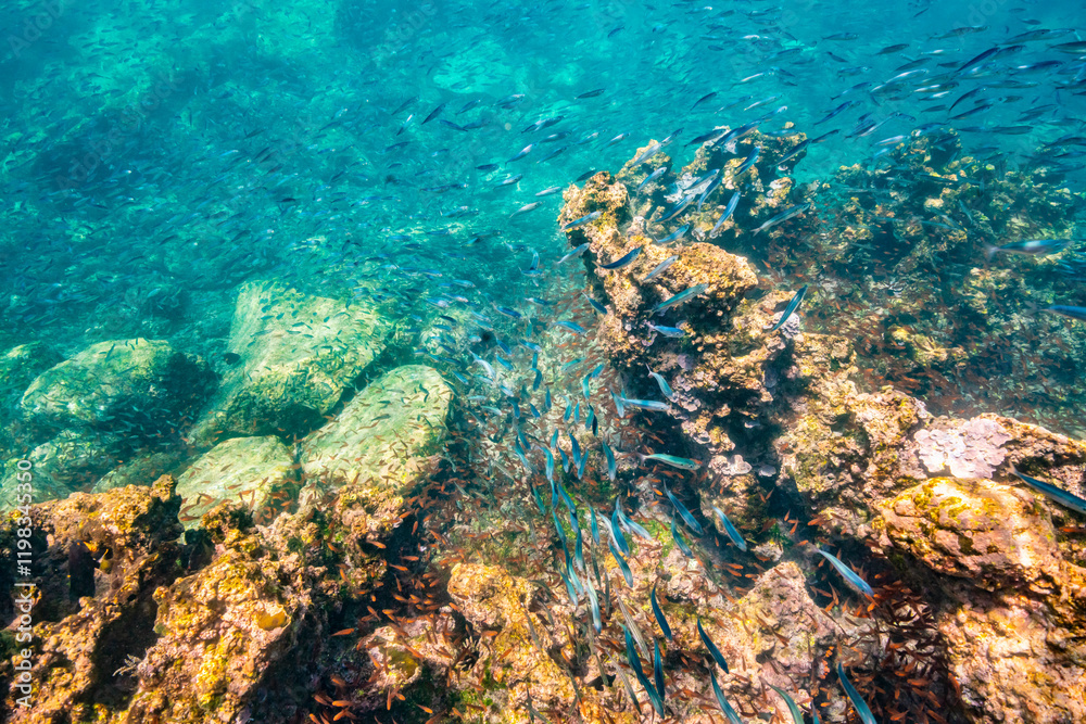 Ecuador, Galapagos National Park, Espanola Island, Gardiner Bay. School of anchovies and coral reef. Ecuador, Galapagos National Park, Espanola Island, Gardiner Bay. School of anchovies and coral reef.