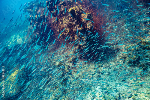 Ecuador, Galapagos National Park, Espanola Island, Gardiner Bay. School of anchovies and coral reef. photo