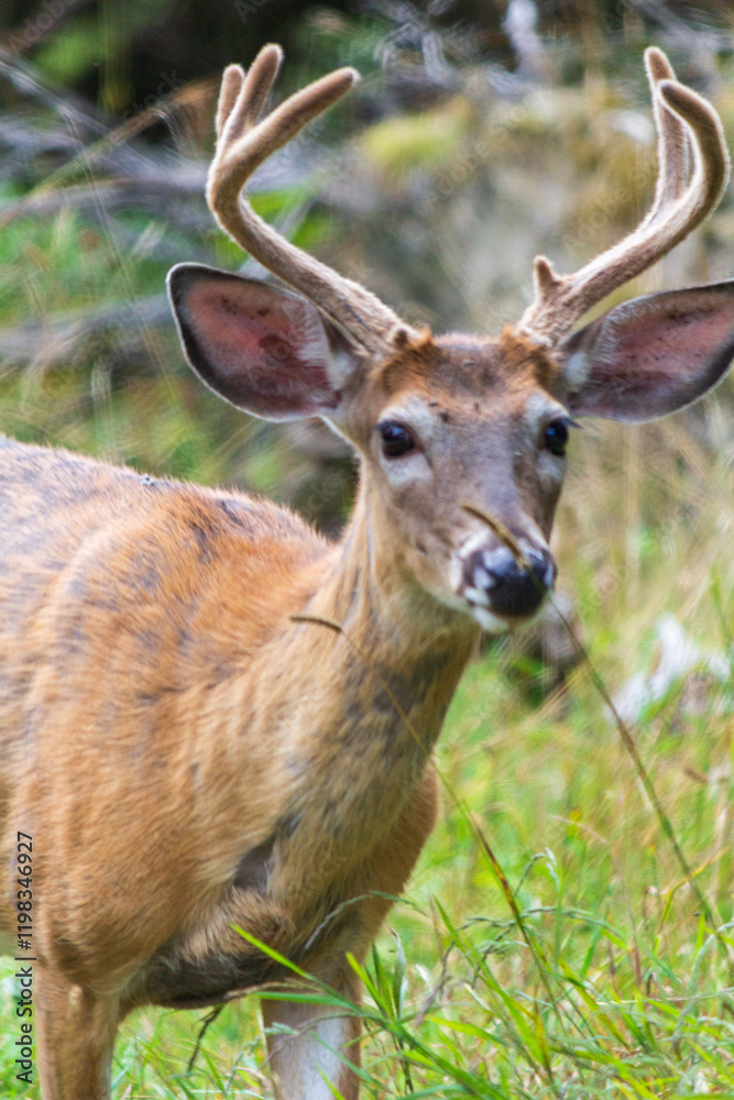 Close-Up of a Wild Deer with Antlers in a Natural Habitat Close-Up of a Wild Deer with Antlers in a Natural Habitat