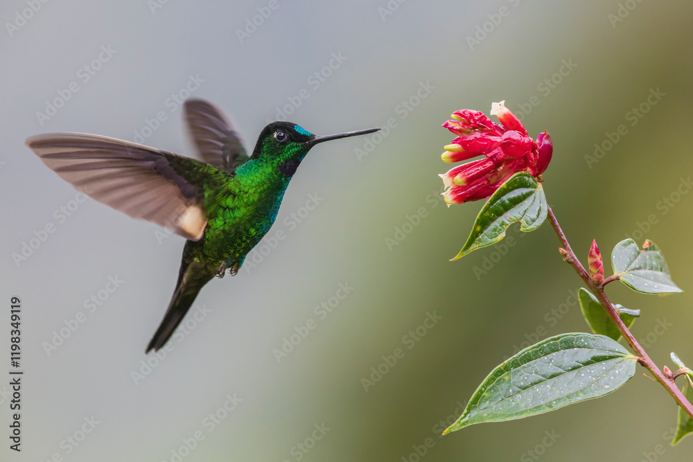 Fototapeta premium Buff-winged starfrontlet approaching a beautiful bloom, cloud forest, Ecuador