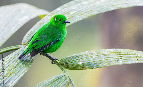 Glistening-green tanager at home in the endangered Choco Forest of Ecuador photo