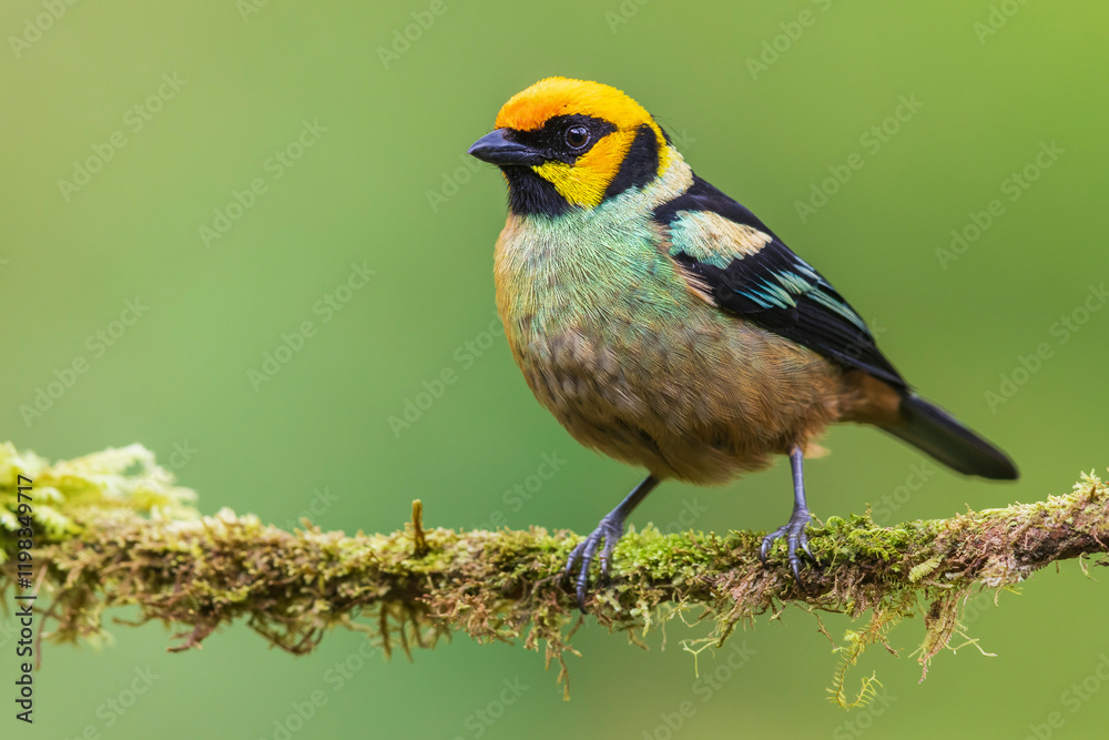 Flame-faced tanager, living in the endangered Choco Forest of Ecuador Flame-faced tanager, living in the endangered Choco Forest of Ecuador