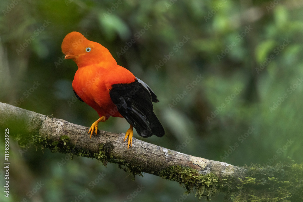 Peru. Male cock-of-the-rock bird in Amazon jungle.