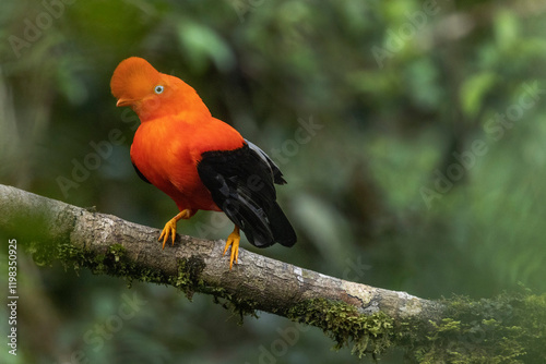 Obraz na płótnie Peru. Male cock-of-the-rock bird in Amazon jungle. w salonie