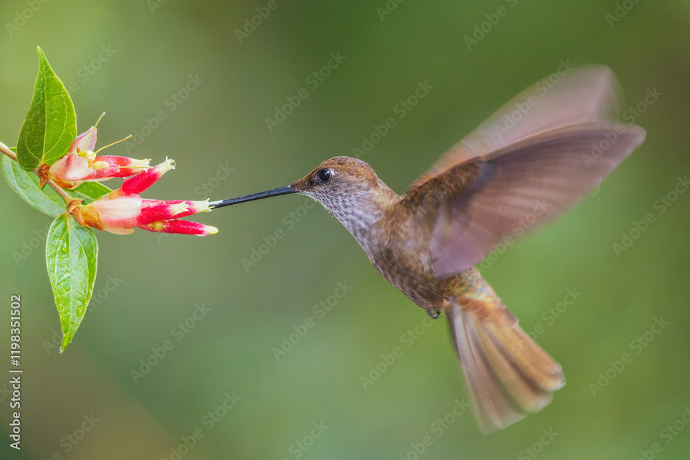 Fototapeta premium Bronzy Inca foraging on the fly, mountain forest in Peru
