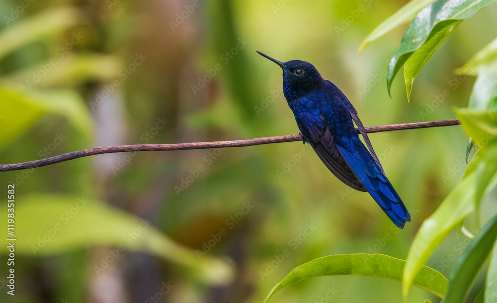 Royal sunangel hummingbird, mountain forest of Peru