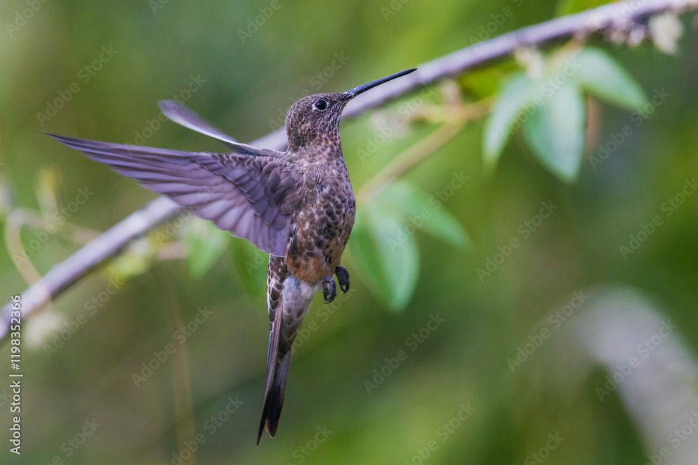 Fototapeta premium Giant hummingbird in flight near Machu Pichu, Peru