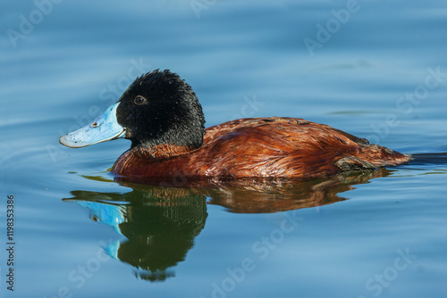 Peruvian ruddy duck meanders past, wetlands of central Peru