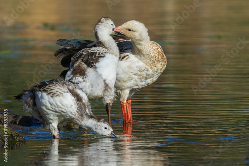Andean goose parent preens youngster at wetland area in central Peru