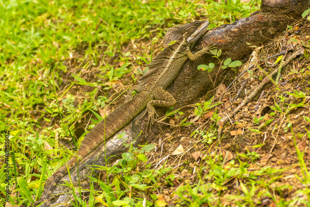 Costa Rica, Parque Nacional Carara. Male common basilisk lizard close-up. Costa Rica, Parque Nacional Carara. Male common basilisk lizard close-up.
