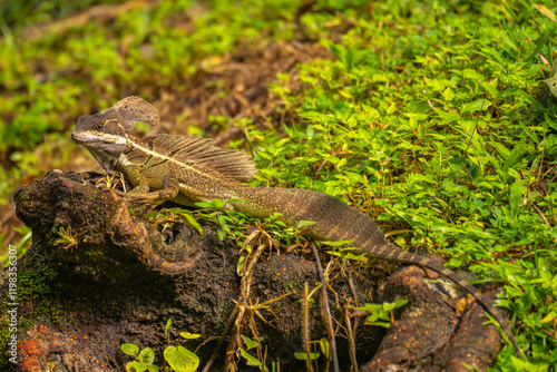 Fotografie Costa Rica, Parque Nacional Carara