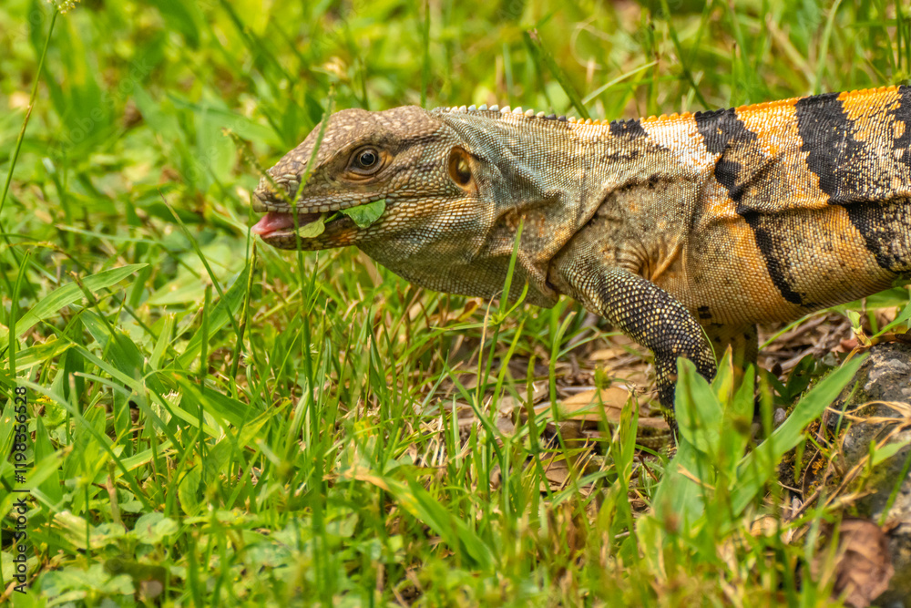 Costa Rica, Parque Nacional Carara. Close-up of black iguana eating . Costa Rica, Parque Nacional Carara. Close-up of black iguana eating .