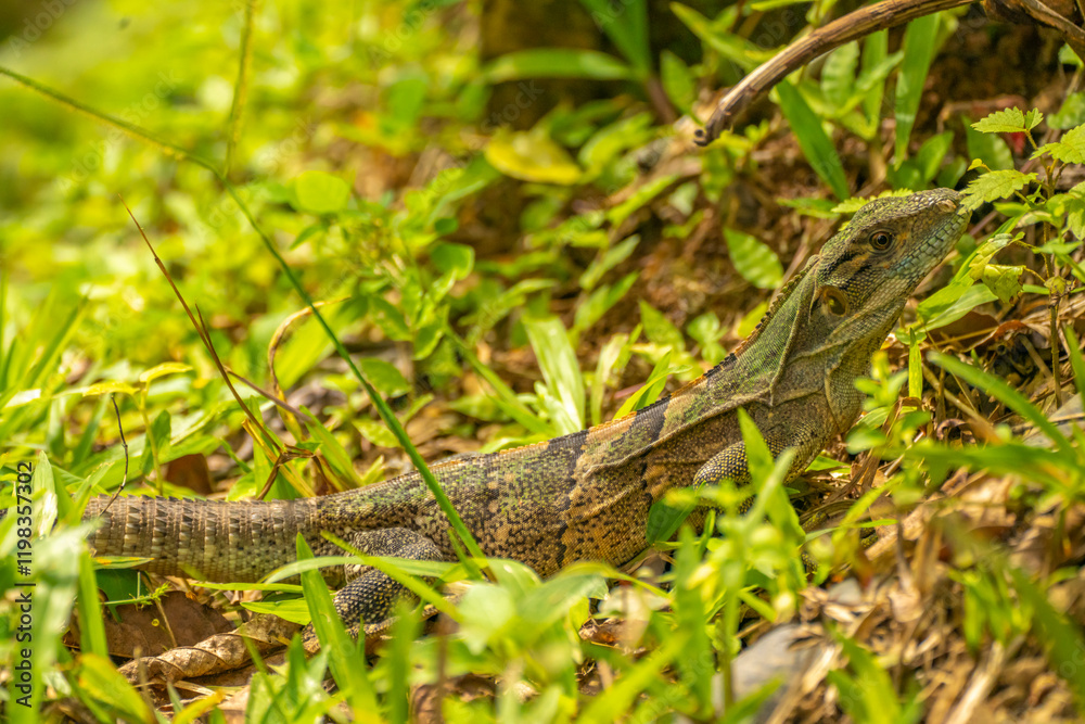 Costa Rica, Parque Nacional Carara. Black iguana close-up. Costa Rica, Parque Nacional Carara. Black iguana close-up.