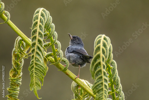 Costa Rica, Cordillera de Talamanca. Slaty flowerpiercer bird close-up. photo