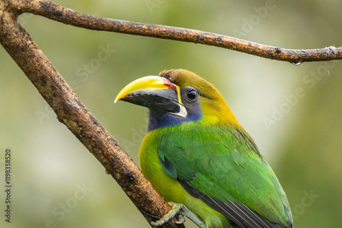 Costa Rica, Cordillera de Talamanca. Emerald toucanet bird close-up. photo