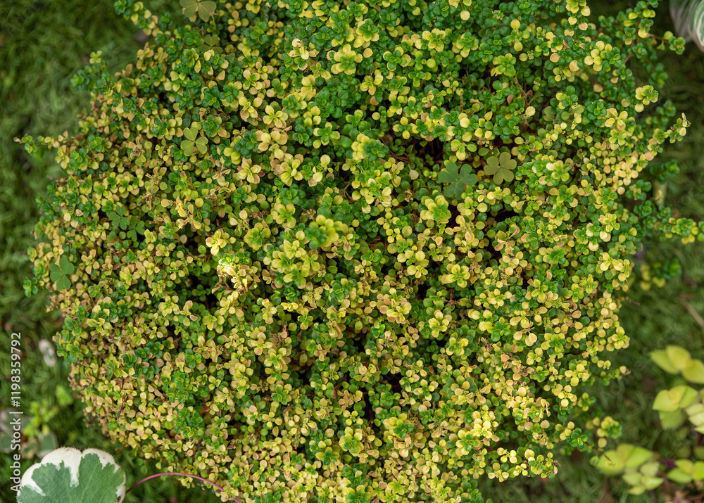 Top view of Pilea depressa variegata, showcasing its dense mat of tiny green and yellow variegated leaves in a natural garden setting Top view of Pilea depressa variegata, showcasing its dense mat of tiny green and yellow variegated leaves in a natural garden setting