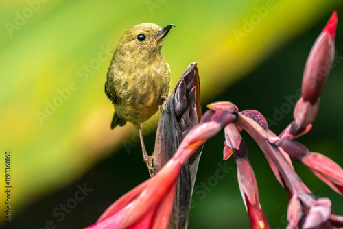 Costa Rica, Cordillera de Talamanca. Slaty flowerpiercer bird close-up. photo