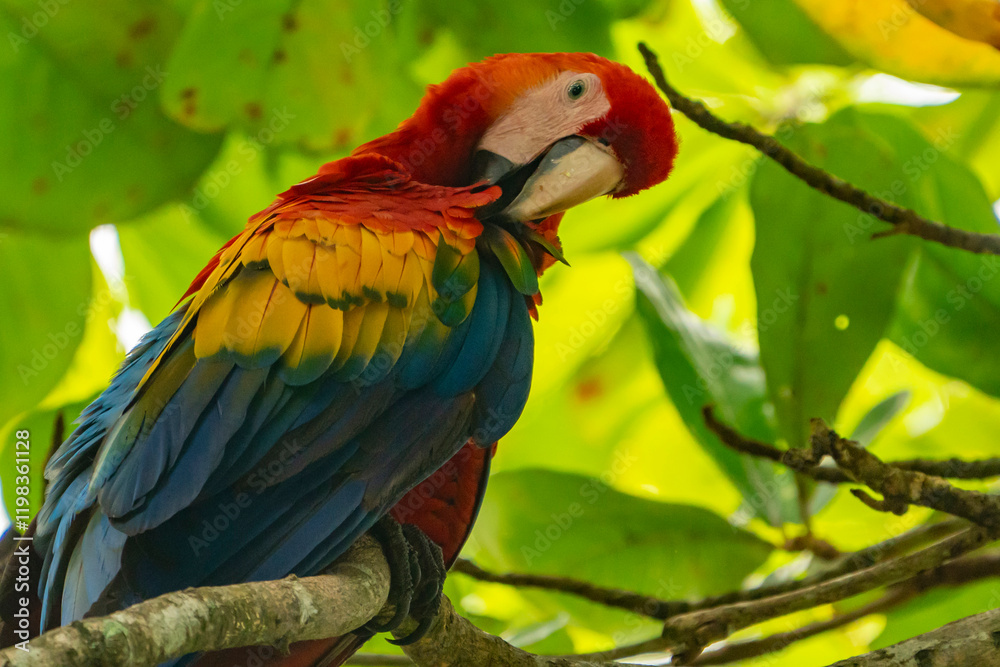Fototapeta premium Costa Rica, Parque Nacional Carara. Scarlet macaw preening in tree.