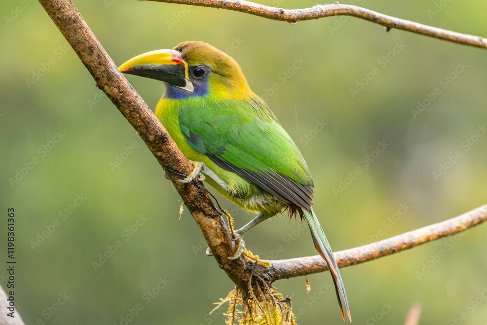 Costa Rica, Cordillera de Talamanca. Emerald toucanet bird close-up. Costa Rica, Cordillera de Talamanca. Emerald toucanet bird close-up.