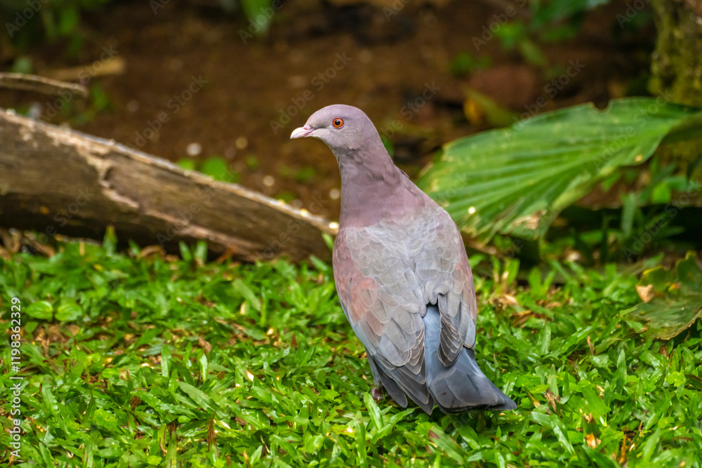 Costa Rica, Tuis Valley. Pale-vented pigeon bird close-up. Costa Rica, Tuis Valley. Pale-vented pigeon bird close-up.