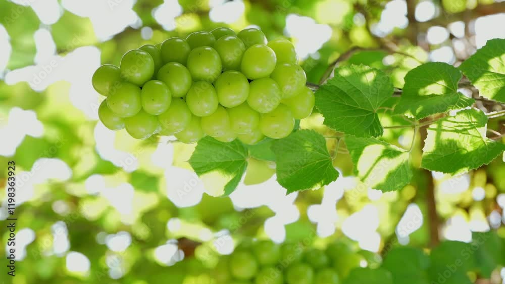 Shine Muscat Grape on a branch over green natural garden Blur background, Bunch of Shine Muscat Grape with leaves in blur background. Shine Muscat Grape on a branch over green natural garden Blur background, Bunch of Shine Muscat Grape with leaves in blur background.