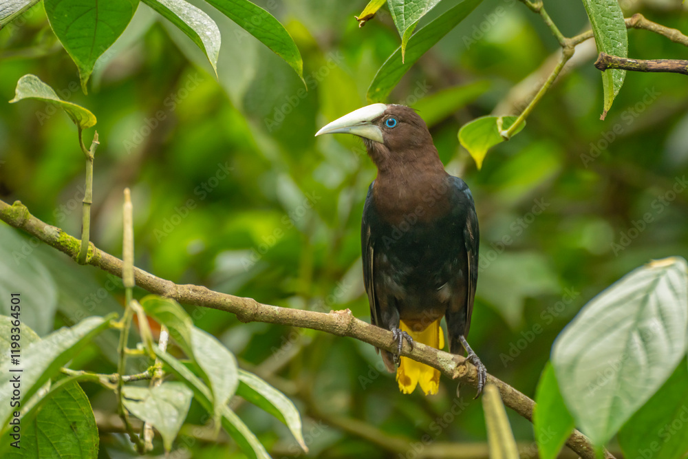 Costa Rica. Chestnut-headed oropendola bird in tree. Costa Rica. Chestnut-headed oropendola bird in tree.