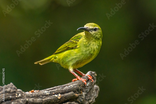 Costa Rica. Red-legged honeycreeper female on stump. photo