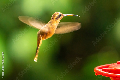 Costa Rica. Stripe-throated hermit hummingbird in flight. photo