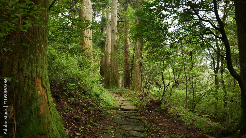 Scenic view of a trail through virgin Fanal forest in tianmu mountain, Hangzhou China. High quality photo Scenic view of a trail through virgin Fanal forest in tianmu mountain, Hangzhou China. High quality photo