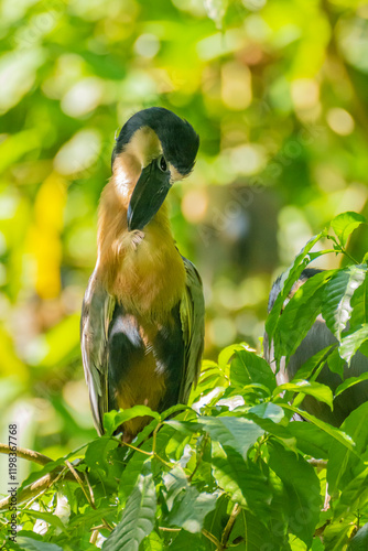 Costa Rica, Arenal. Boat-billed heron preening. photo