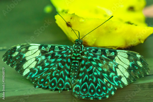 Costa Rica, Arenal. Hamadryas butterfly feeding. photo