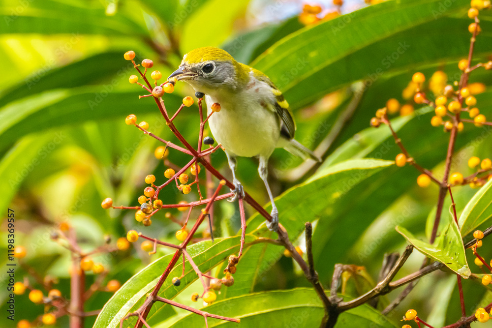 Obraz premium Costa Rica, Arenal Observatory. chestnut-sided warbler, eating fruit