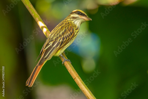 Costa Rica, Parque Nacional Carara. Sulphur-bellied flycatcher bird on limb.