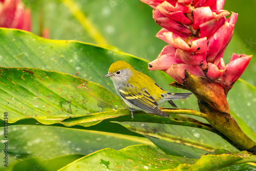 Costa Rica, Arenal Observatory. Cape may warbler close-up. photo