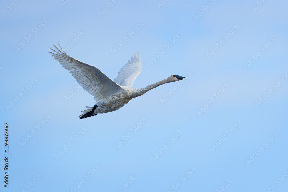 USA, Alaska, Lake Clark National Park. Trumpeter swan close-up in flight. USA, Alaska, Lake Clark National Park. Trumpeter swan close-up in flight.