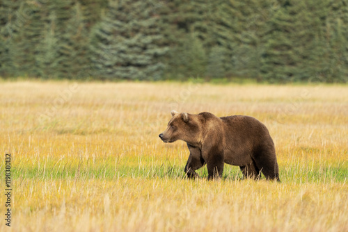 USA, Alaska, Lake Clark National Park. Subadult grizzly bear crosses grassy m...