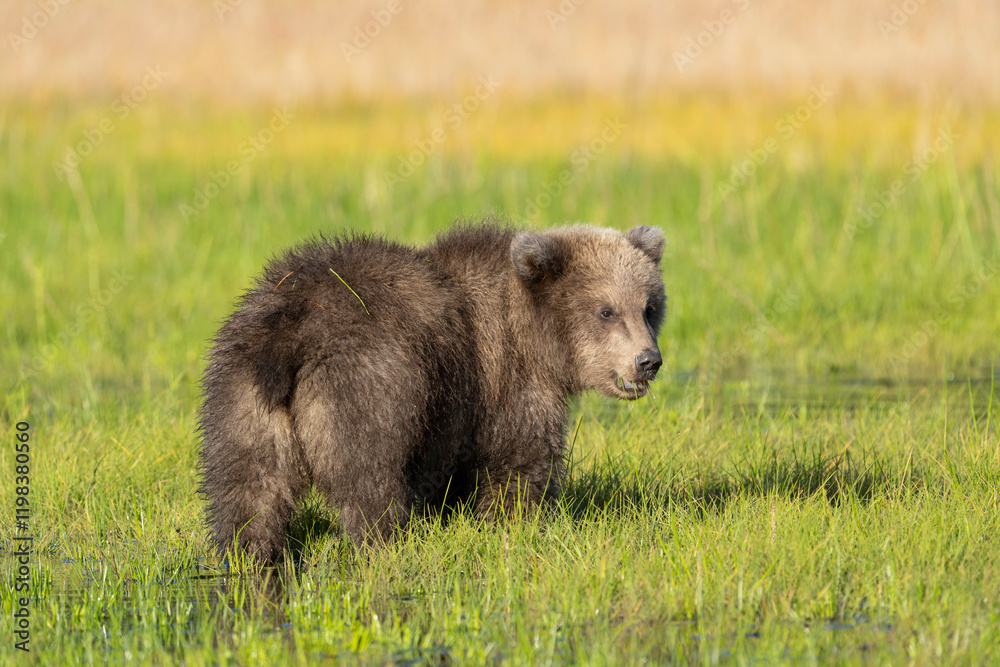 USA, Alaska, Lake Clark National Park. Grizzly bear cub eating grass in meadow. USA, Alaska, Lake Clark National Park. Grizzly bear cub eating grass in meadow.