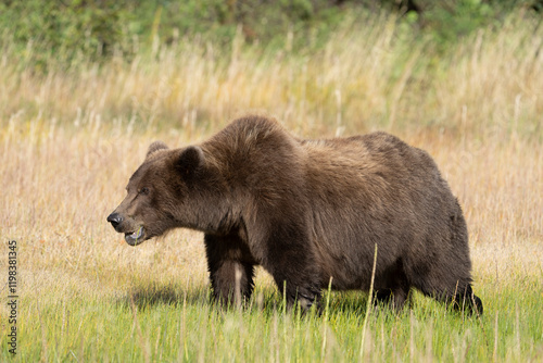 USA, Alaska, Lake Clark National Park. Grizzly bear male in meadow.