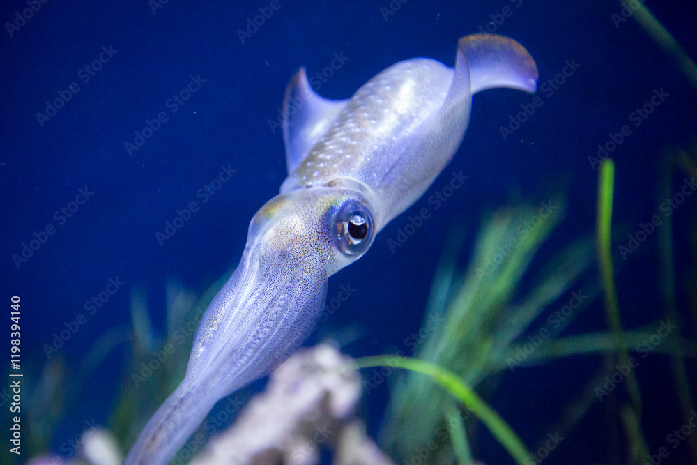 fish in aquarium