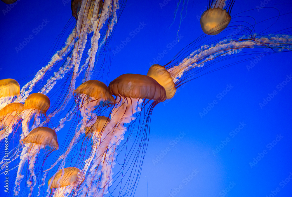 jellyfish in aquarium
