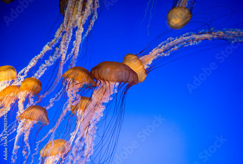 jellyfish in aquarium