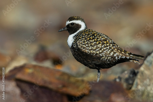 American golden-plover taking shelter among the rocks, Alaska arctic tundra, USA photo