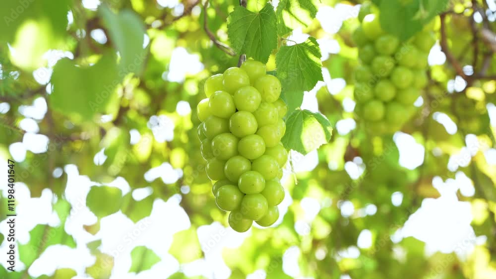 Shine Muscat Grape on a branch over green natural garden Blur background, Bunch of Shine Muscat Grape with leaves in blur background.