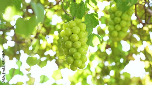 Shine Muscat Grape on a branch over green natural garden Blur background, Bunch of Shine Muscat Grape with leaves in blur background.