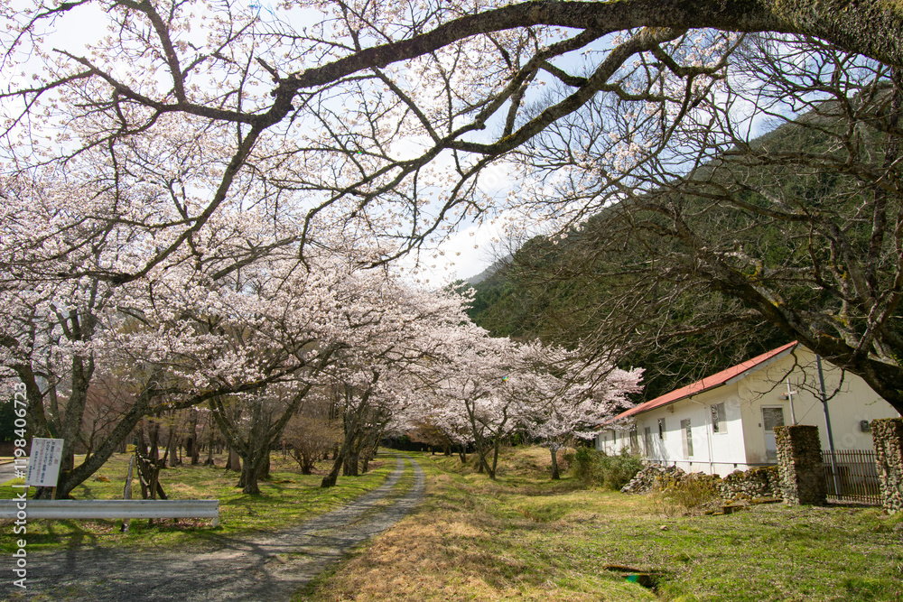 河川敷の桜 河川敷の桜