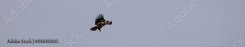 Juvenile American Bald Eagle flying high in the sky, Katmai National Park, Alaska
 photo