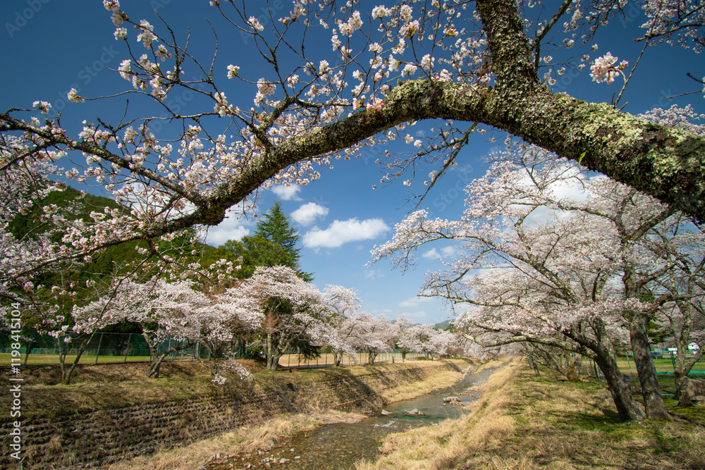 河川敷の桜